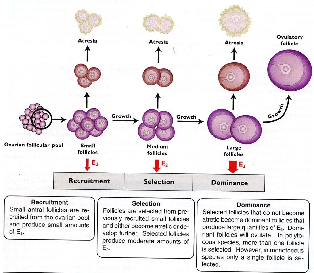 Senger Pathways to preganacy and