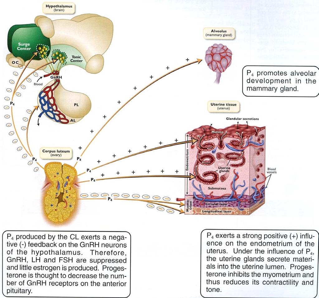 Funzioni P 4 secreto dal corpo luteo Senger Pathways to