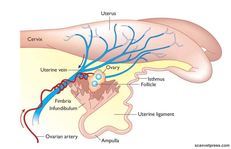 PGF2α prodotta nell utero diffonde, attraverso le pareti vasali,