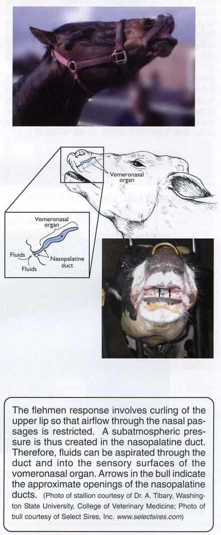 Senger Pathways to