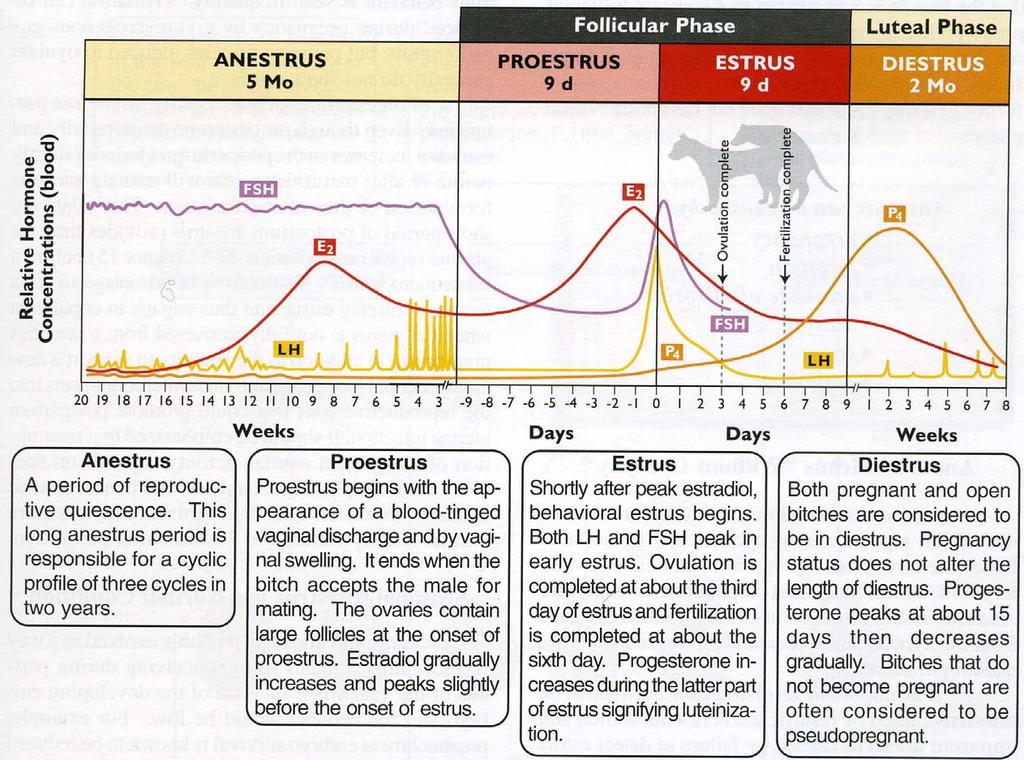 CICLO ESTRALE NELLA CAGNA Senger Pathways to