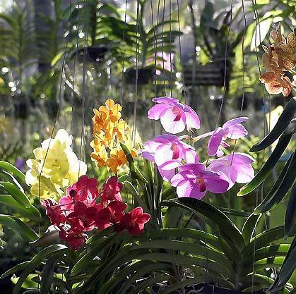 Orchidaceae È la più vasta famiglia di monocotiledoni