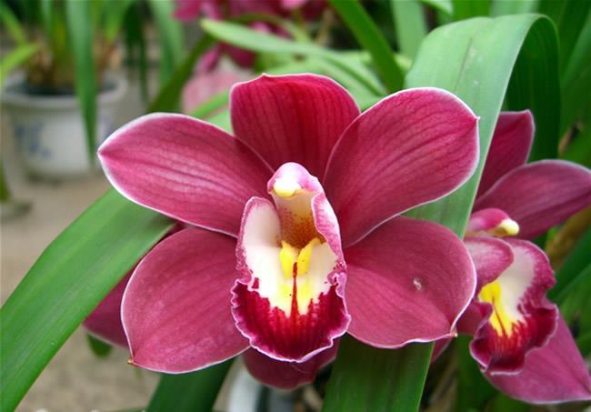 Orchidaceae Estrema uniformità sul