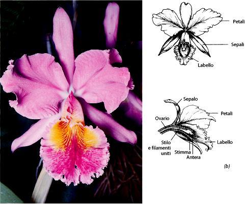 Orchidaceae Nel bocciolo il labello si trova posteriormente,