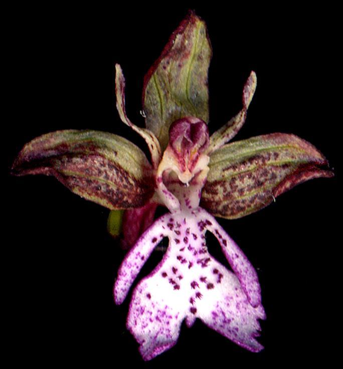 Orchidaceae Stami e pistilli sono fusi in un'unica