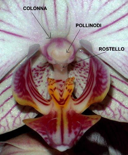 Orchidaceae I pollinodi hanno una base adesiva