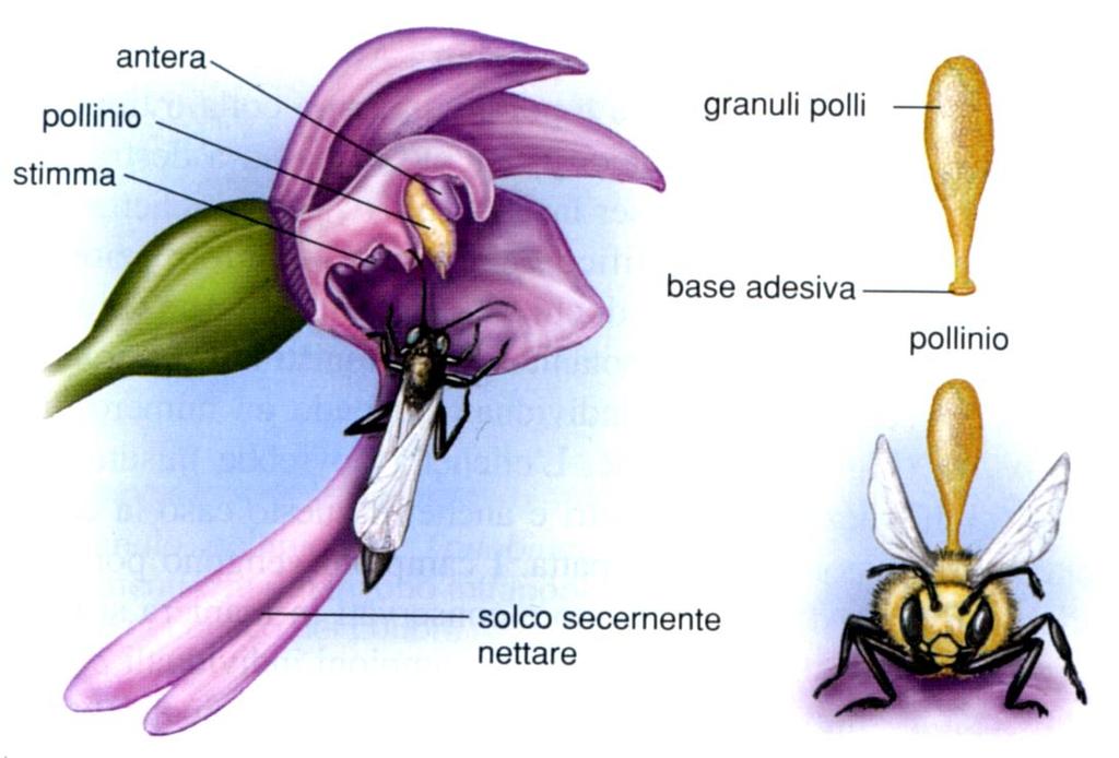 Orchidaceae