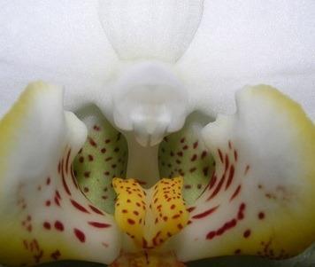 Orchidaceae Gimnostemio con