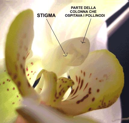 Orchidaceae Sotto l'antera, separato dal rostello si trova lo stigma,