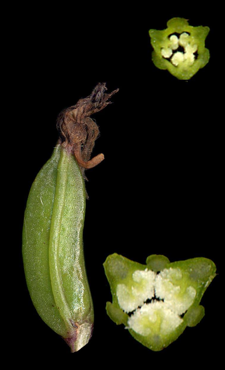 Orchidaceae Ovario