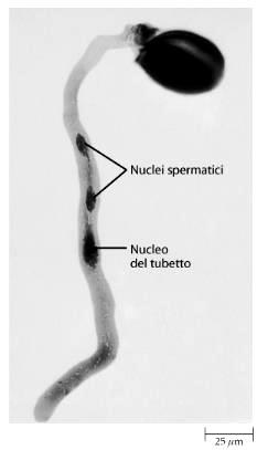 Caratteri riproduttivi