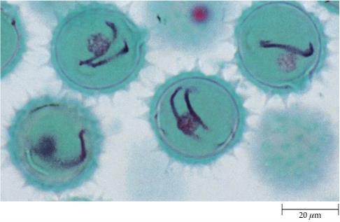 Microgametofito 3 cellule (1