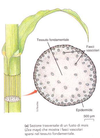 Le dicotiledoni hanno un fusto