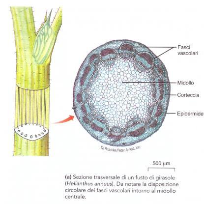 eustelica Le monocotiledoni