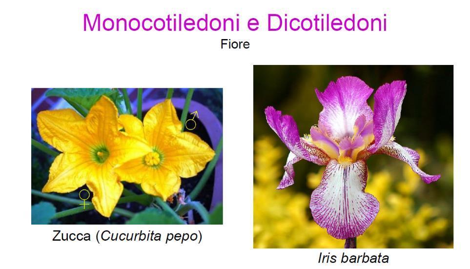 Le dicotiledoni hanno fiore tetramero o pentamero con calice (sepali) e corolla (petali) ben distinguibili
