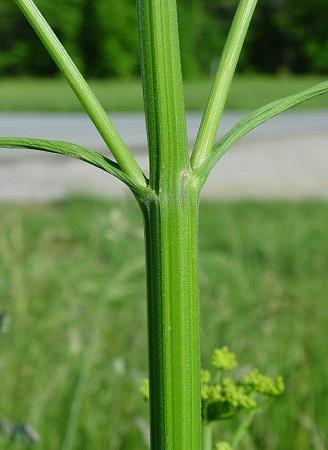 Apiaceae o