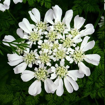 Apiaceae o Umbrelliferae Orlaya grandiflora Talvolta fiori