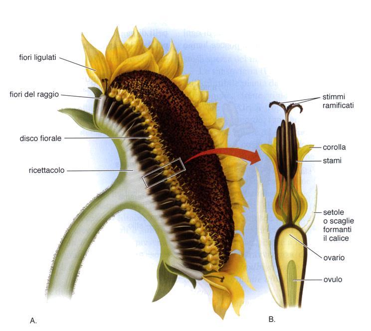 Sottofamiglia Asteroideae o Tubuliflorae Nelle Asteroideae si hanno fiori centrali