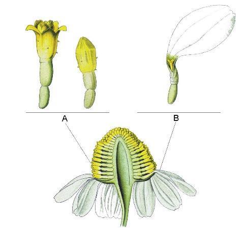 Sottofamiglia Asteroideae o Tubuliflorae Fiori del