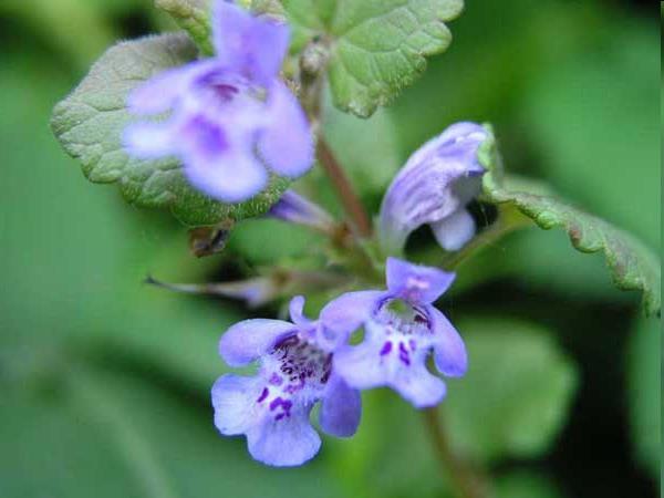 Labiatae o Lamiaceae