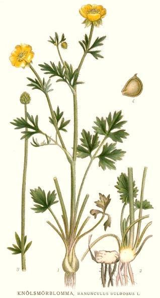 Ranunculaceae Portamento erbaceo Foglie