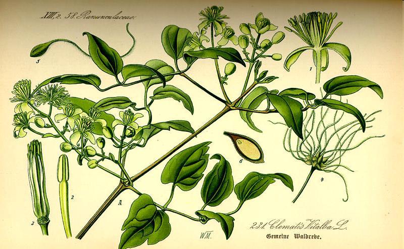 Ranunculaceae Clematis vitalba Portamento