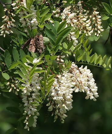 EUDICOTILEDONI Leguminosae o Fabaceae