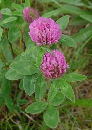 Trifolium pratensis Fiori spesso