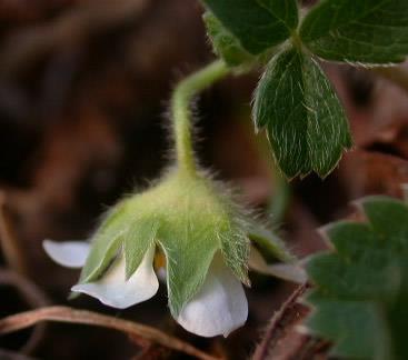 Rosaceae Calice gamosepalo o dialisepalo Potentilla sterilis Può