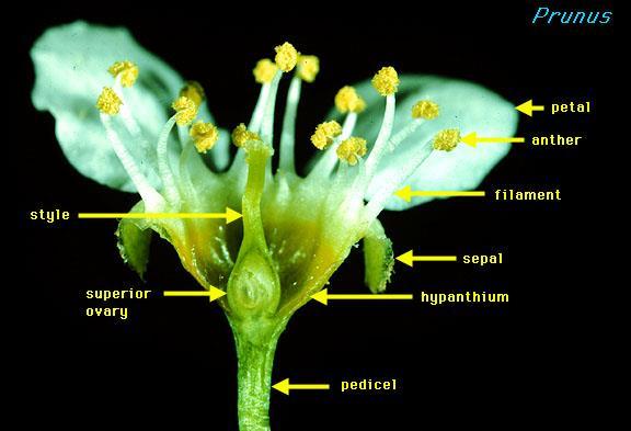 Rosaceae Gineceo uni- o