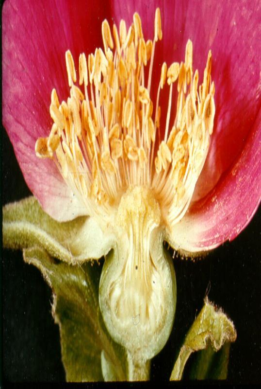 Rosaceae Rosoideae Gineceo apocarpico,
