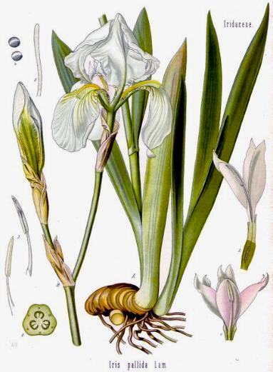 Iridaceae Giaggiolo