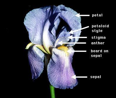 Iridaceae Fiore trimero La parte sterile del fiore è un perigonio