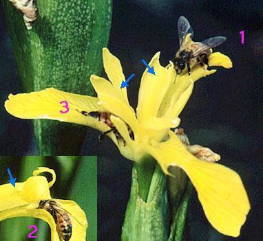 Iridaceae L'impollinazione è entomogama