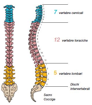 5 LA COLONNA VERTEBRALE (O RACHIDE) È la struttura portante del nostro organismo ed è