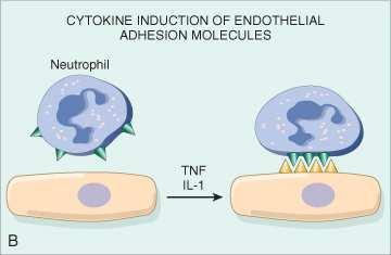 endoteliali, ligandi delle integrine Mediatori chimici, chemioattrattori e alcune citochine influiscono sui