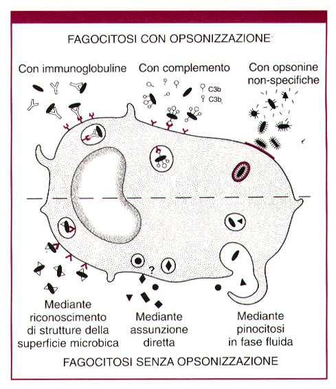 adesione leucocitaria 1. Riconoscimento e adesione alla particella da fagocitare da parte del leucocita 2. Ingestione della particella con formazione di un vacuolo di fagocitosi 3.