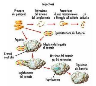 proteine (Opsonine: IgG, C3B, C3BI) per i quali i fagociti esprimono recettori ad alta affinità Rilascio extracellulare di prodotti leucocitari e danno tissutale Durante l attivazione e la