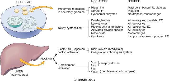 reattivi dell ossigeno Prodotti del metabolismo dell acido arachidonico (Prostaglandine, Leucotrieni) Se persistente e non controllato, lo stesso infiltrato leucocitario diventa l agente lesivo