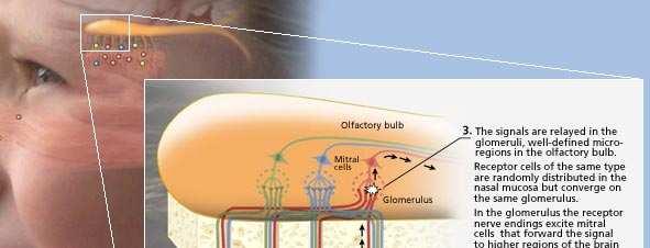 Olfatto, un senso rivalutato Premio Nobel per la fisiologia e medicina 2004