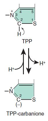 Il centro attivo della TPP è il C-2 dell anello tiazolico che tende a dissociare il protone per formare