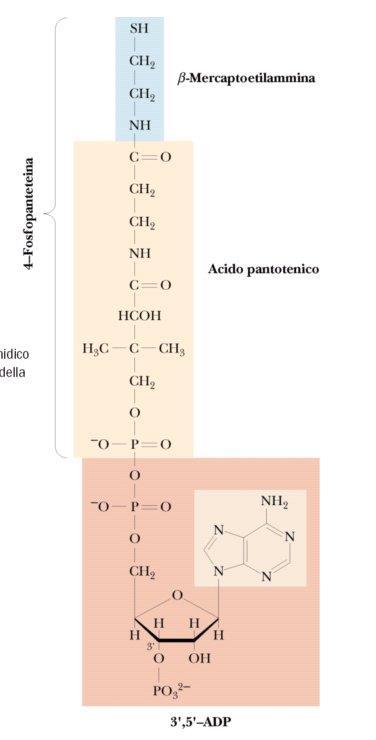 ACIDO PANTOTENICO (VIT B5) COENZIMA A L acido pantotenico è un costituente essenziale del coenzima A (CoA) e della fosfopantoteina che fa