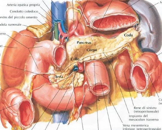 Pancreas : anatomia Dotti