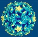 Virus tumorali a DNA Inducono