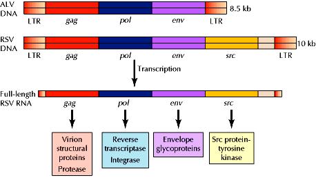 Oncogeni retrovirali Il genoma di RSV contiene un gene addizionale, src, che non è presente in ALV e codifica la proteina-tirosina