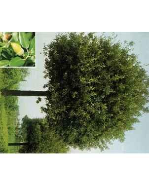 PROGETTO ESSENZE PREVISTE: Quercus ilex Laurus