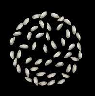 Tipo merceologico Ciclo colturale Tipo di semina Dose di semina Epoca di semina Vigore