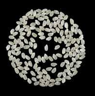 Tipo merceologico Ciclo colturale Tipo di semina Dose di semina Epoca di semina Vigore germinativo Altezza