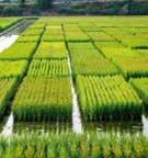 È Nero e italiano il riso degli imperatori Apollo o Venere, è tutta questione di riso La cooperativa Sapise è diventata leader europea nella produzione di sementi di qualità per la coltivazione del