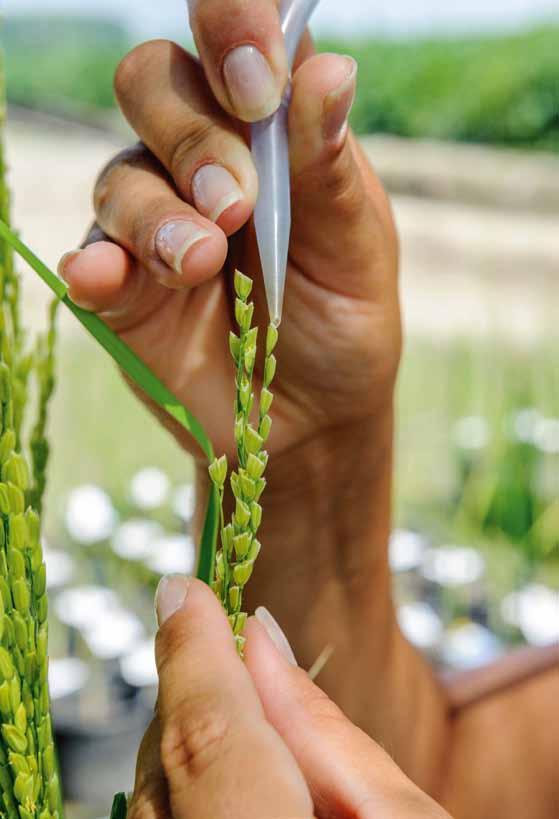 I tre impianti di selezione di sementi, due in Piemonte e uno in Sardegna, che operano coadiuvati dal Centro di ricerca sul riso di Borgo Vercelli, ogni anno lavorano circa 100 mila quintali di riso